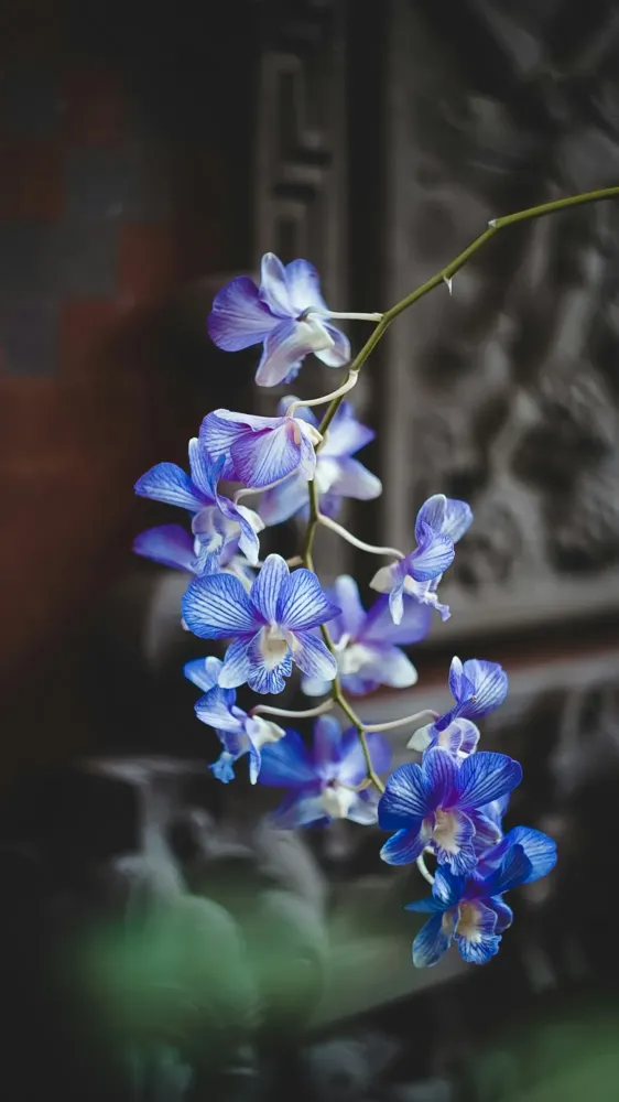 orchidée (2)webp