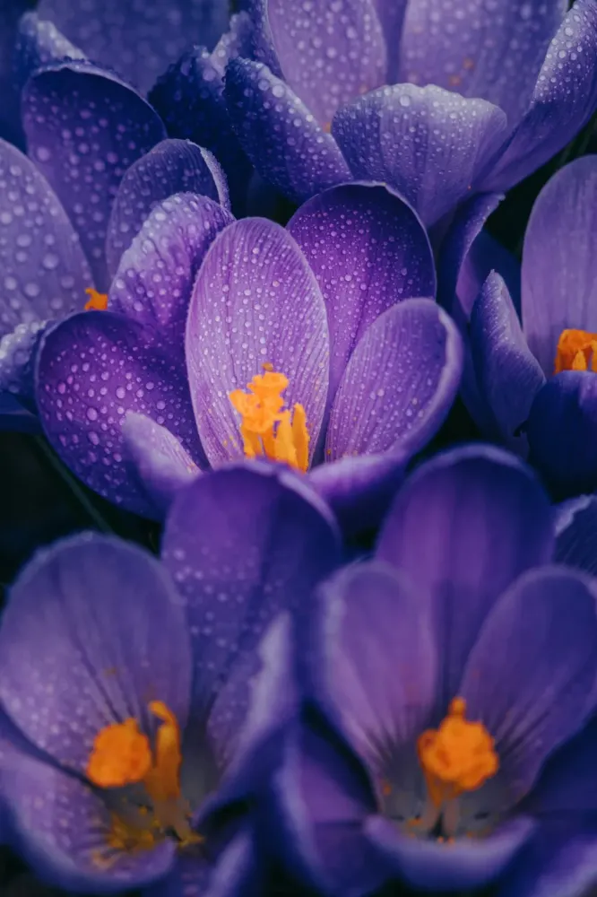 fleurs (2)