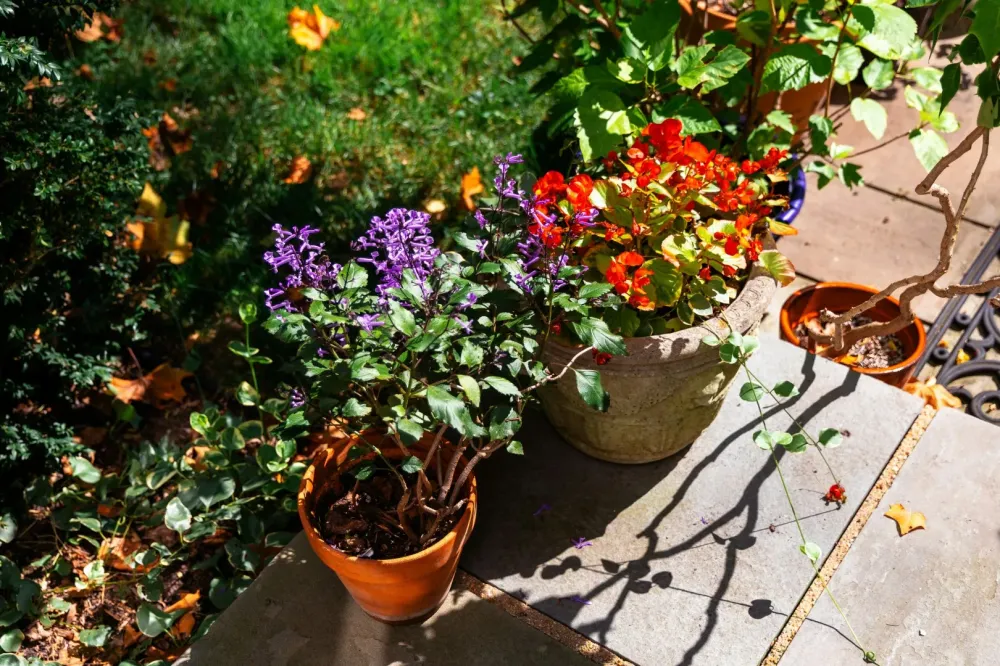 plantes extérieures près de Vanves 