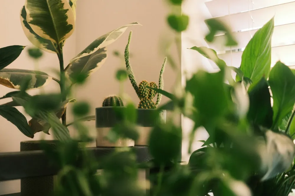 plantes intérieures près de Vanves 