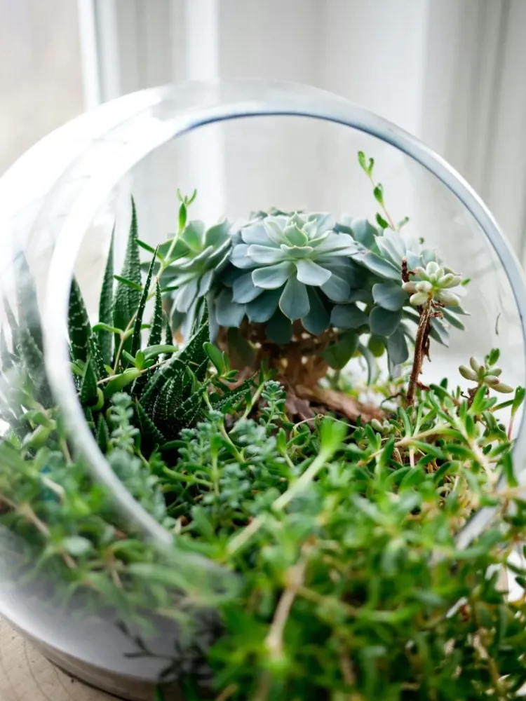 terrariums près de Vanves 