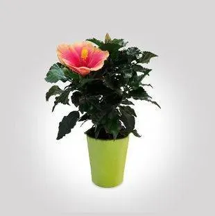 plantes intérieur (1)webp