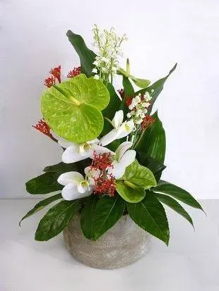 plantes intérieur (2)webp