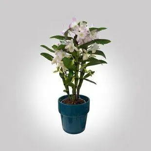 plantes intérieur (3)webp
