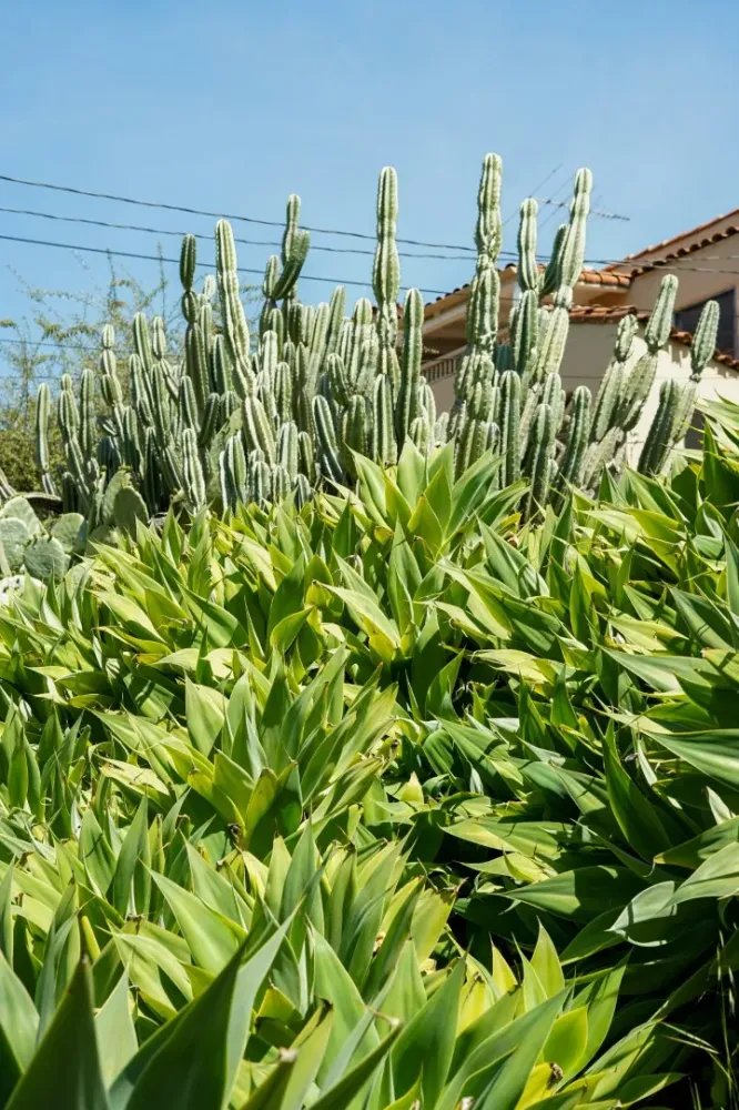 plante exterieur