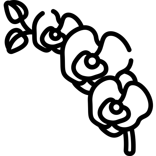 orchidées