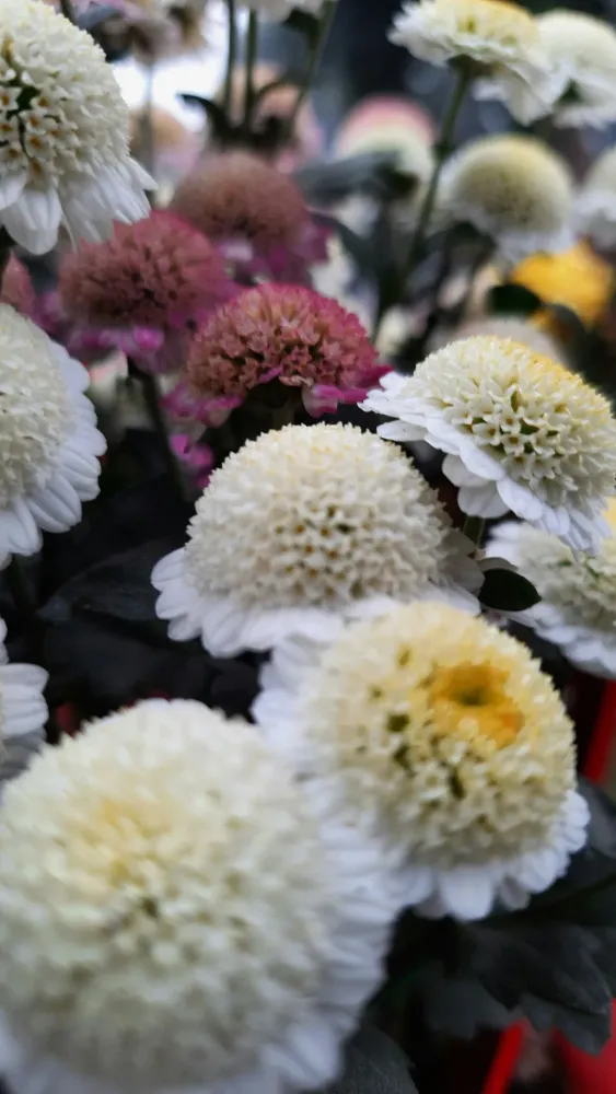 fleurs deuil